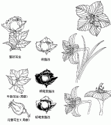 花卉图案的写生与技法